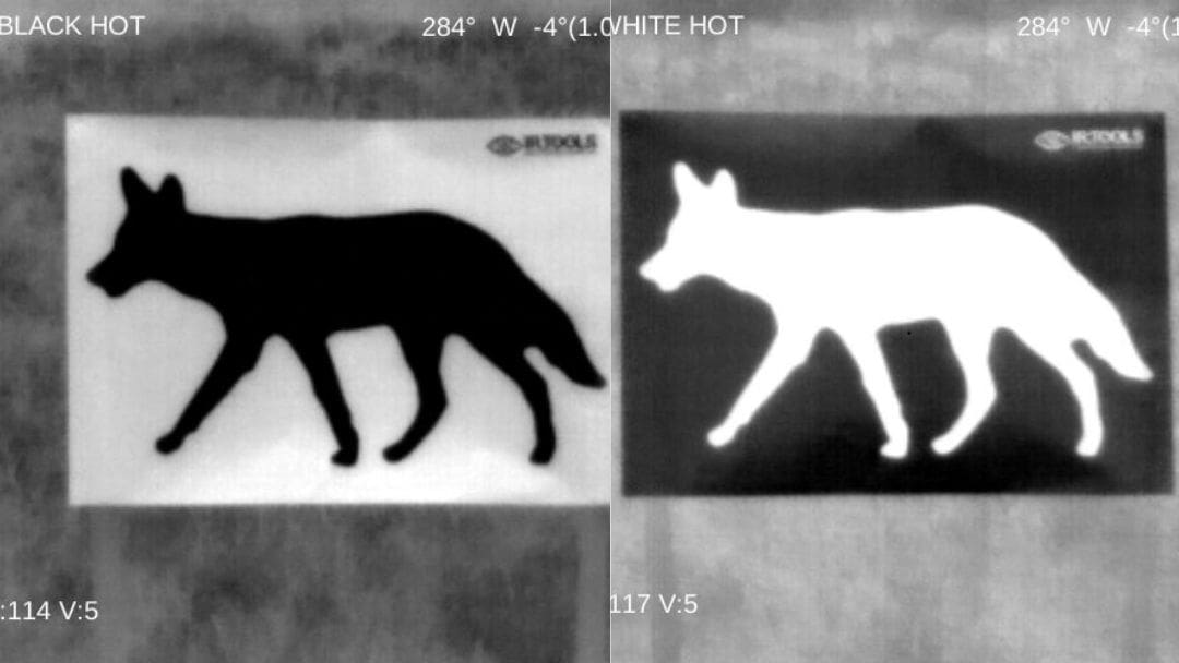coyote black and white hot